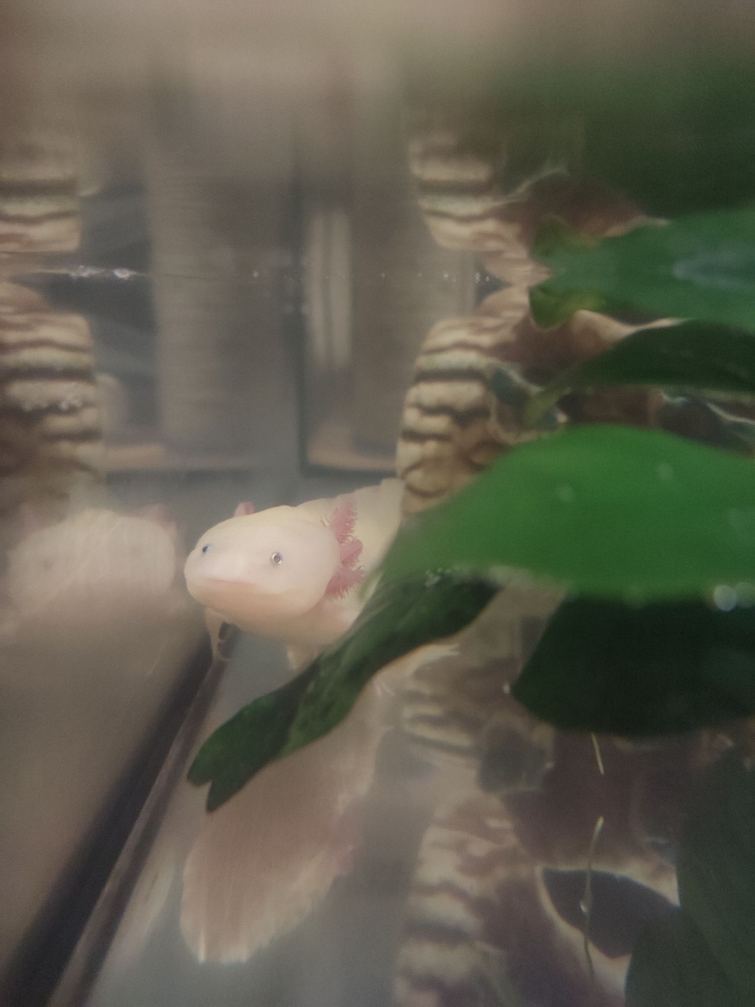 Аксолотль аквариумная рыбка