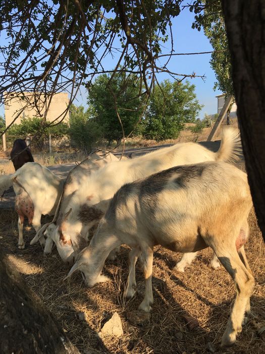 срочно дойные козы