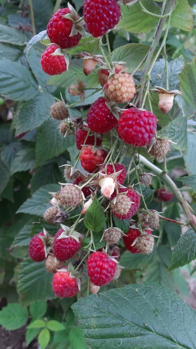 Продам саджанці ремонтантної малини Джоан Джей, Хімбо та  Херітейдж