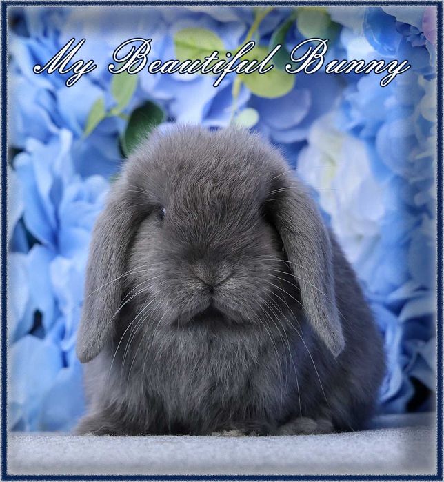 Piękny Królik Mini Lop - Niebieski