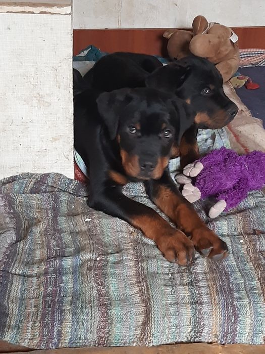 Чудові хлоп'ята-ротики