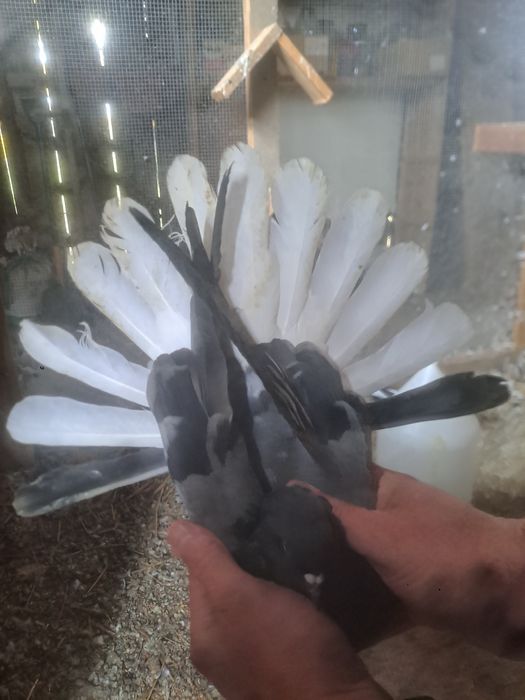 Gołębie orliki pary