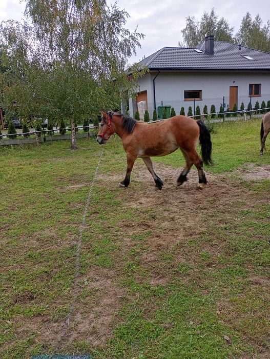 Klacz zimnokrwista.