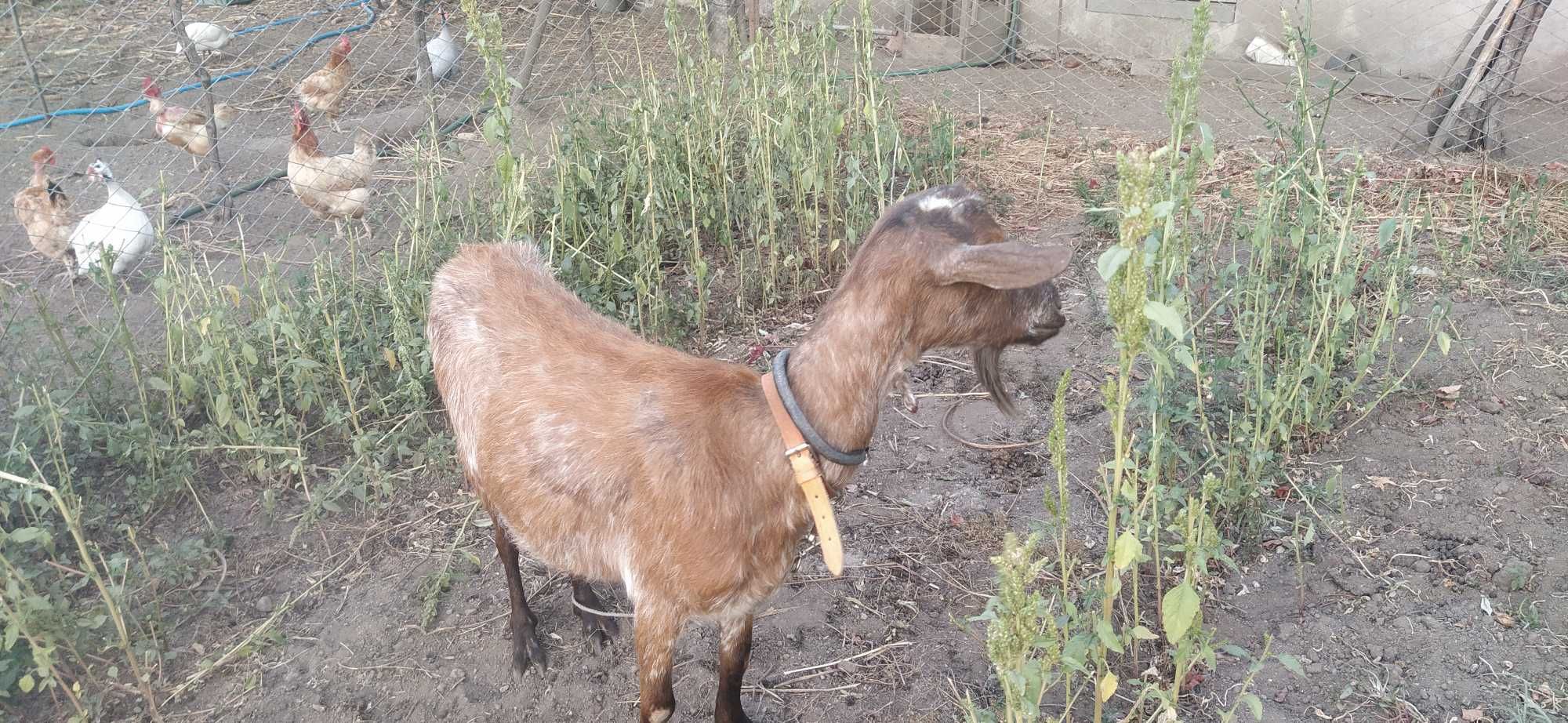 Cabras para trocar de pasto