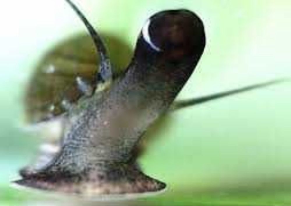 caracois de agua doce melanoides tuberculata