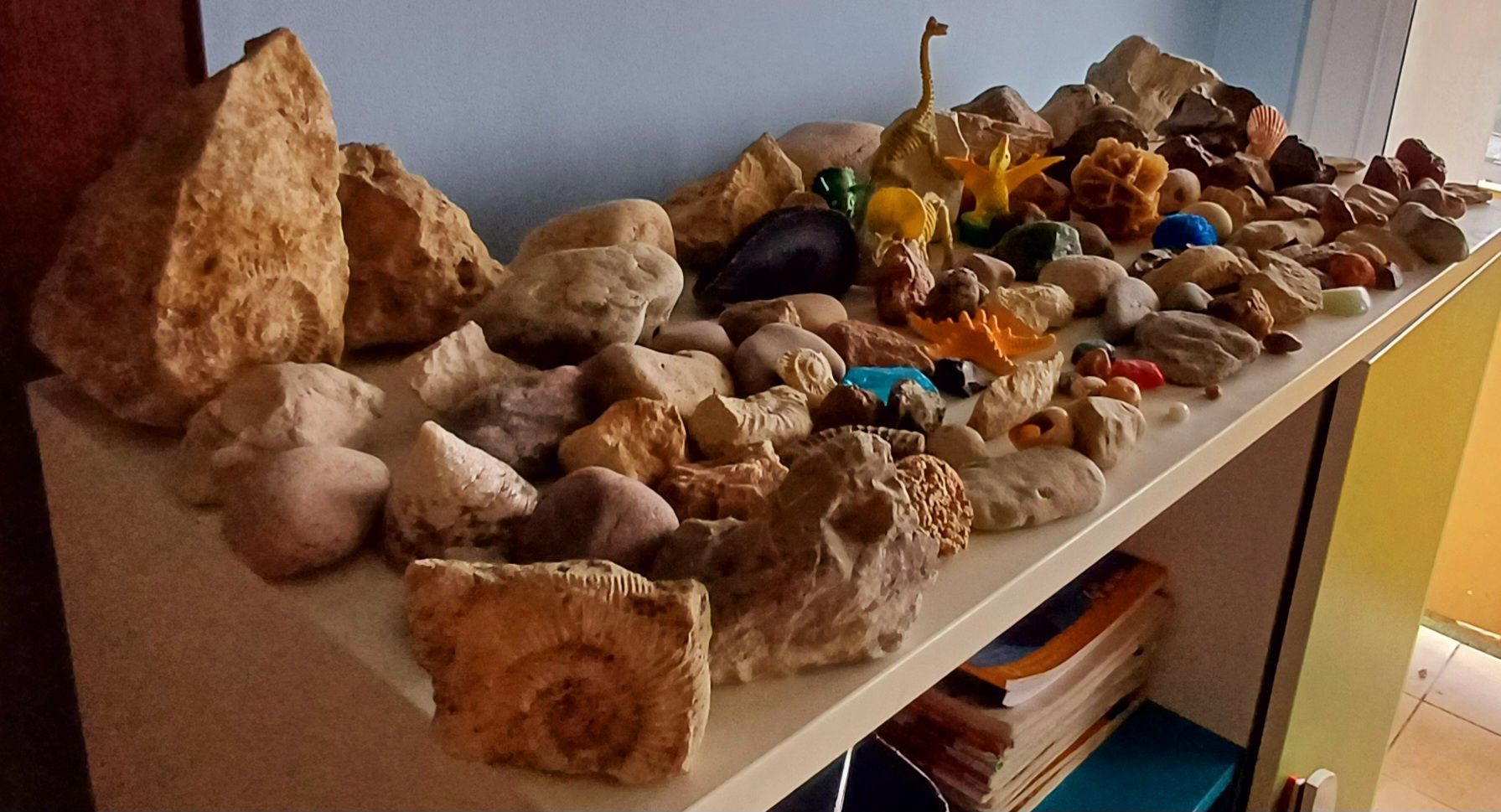 Kamienie szlachetne skamieliny amonit amonity minerały Jura Agat