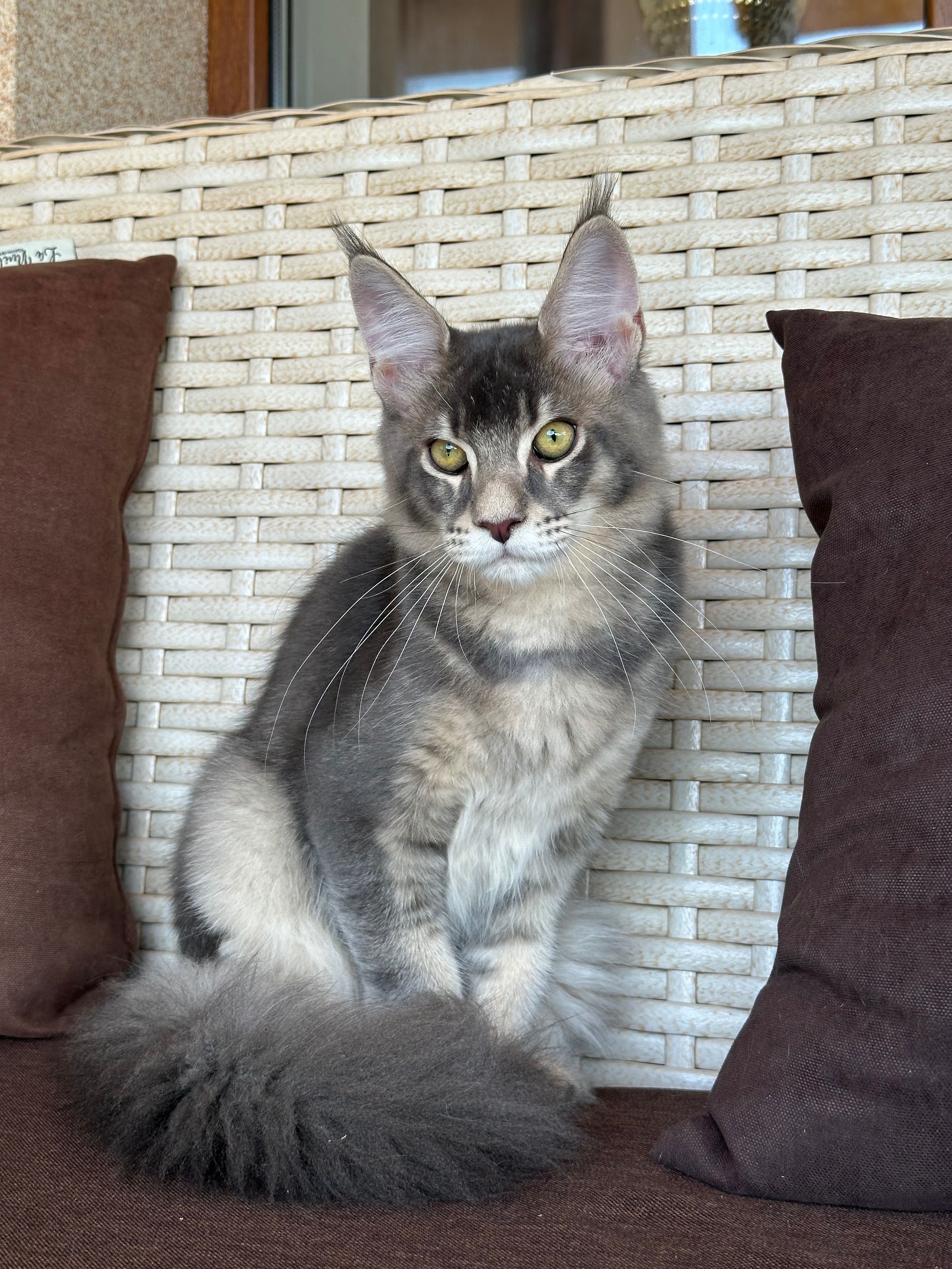 Maxwell-kocurek Maine Coon