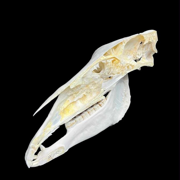 Czaszka konia z żuchwą, połowa czaszki do nauki, weterynaria