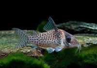 Kirys Corydoras agassizi