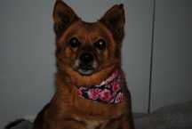 Mikro sunia do adopcji