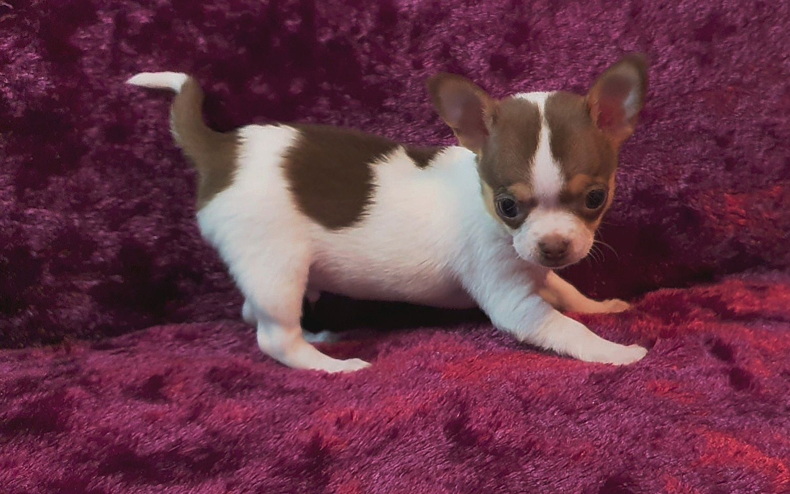 Chihuahua Macho pelo curto