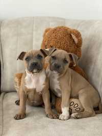 American Staffordshire terrier