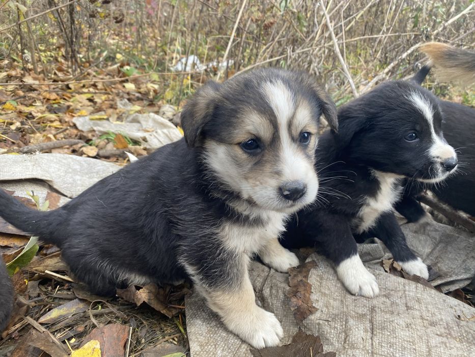 Песик, собачка в добрі руки