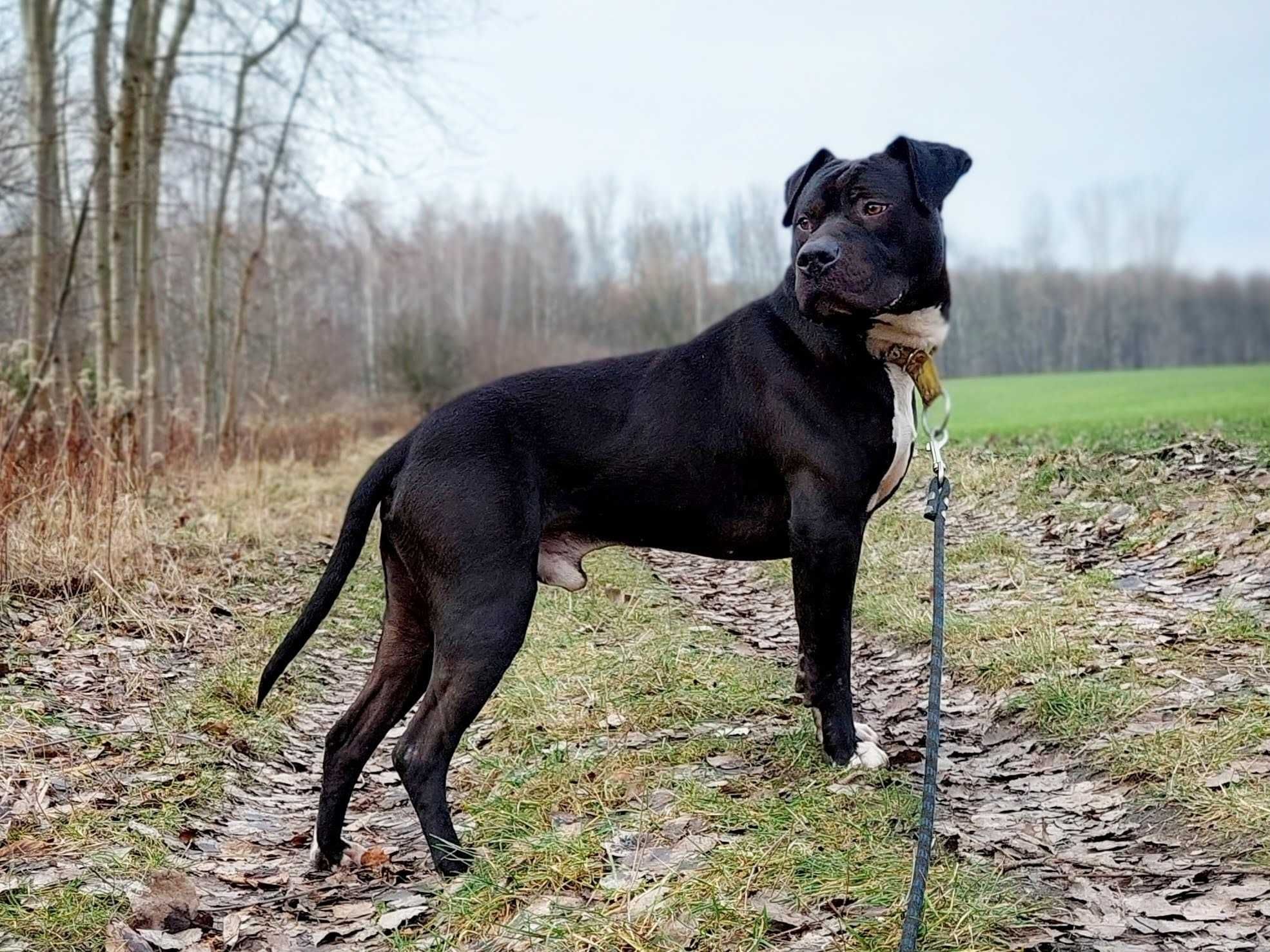 Amstaff Ramen szuka kochającego opiekuna