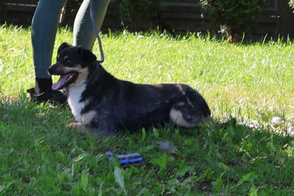 086835 Dudi do adopcji.