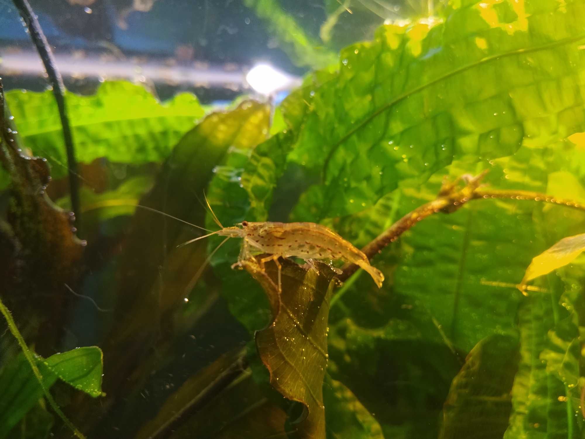 Креветки Амано (Caridina multidentata) своего разведения