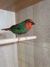 Papuzik czerwonogłowy papuziki czerwonogłowe drobna egzotyka