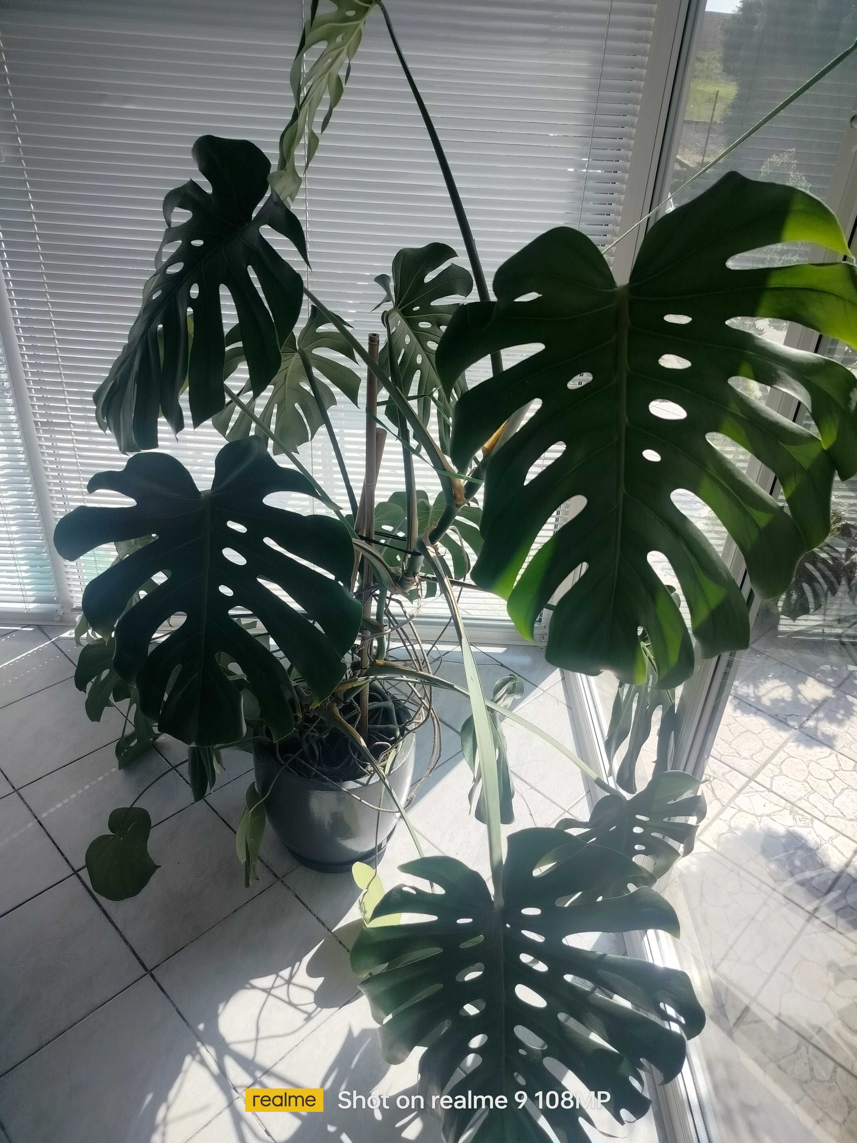 Big monstera deliciosa - sprzedam