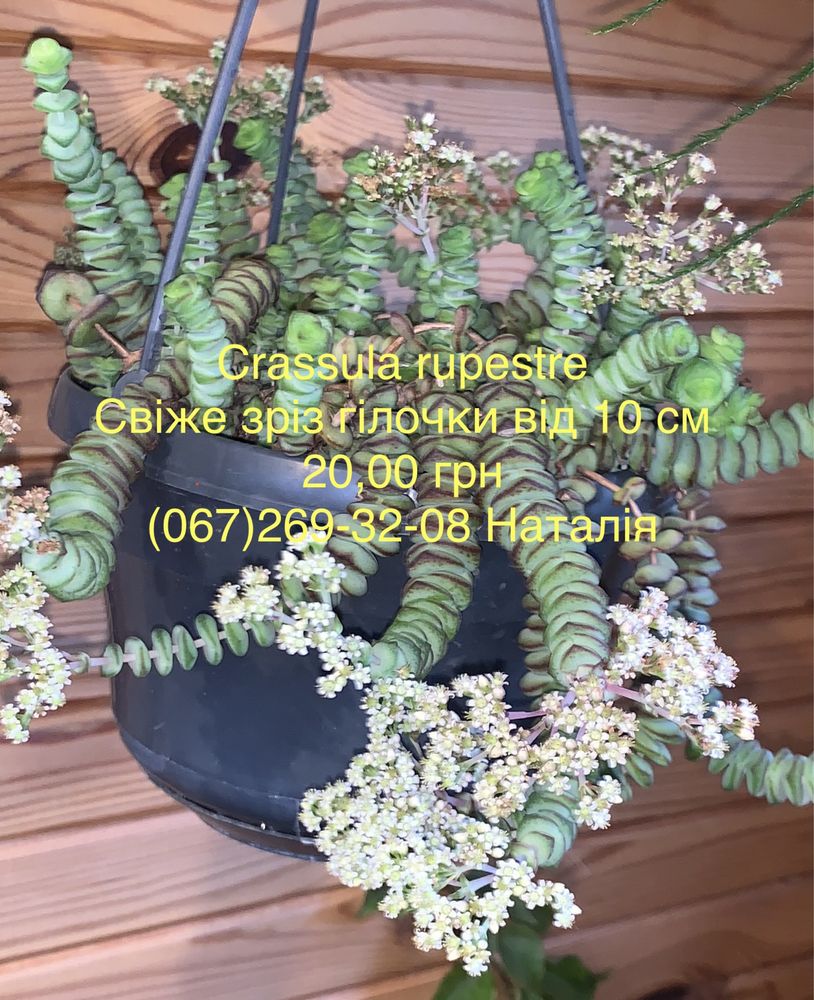 Крассула види, товстянка, грошове дерево. Горщики