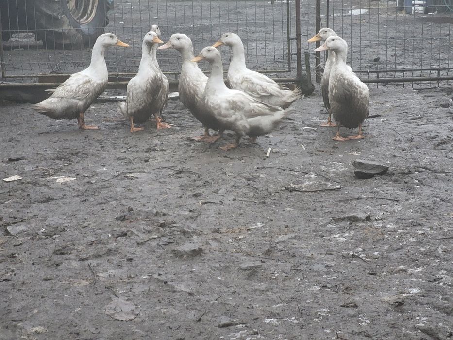 Sprzedam kaczki żywe lub tuszki