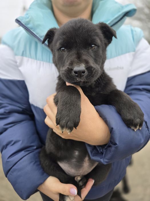 Цуценя в добрі ручки!