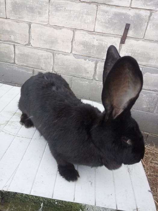 Olbrzym belgijski srokacz niemiecki samce samice