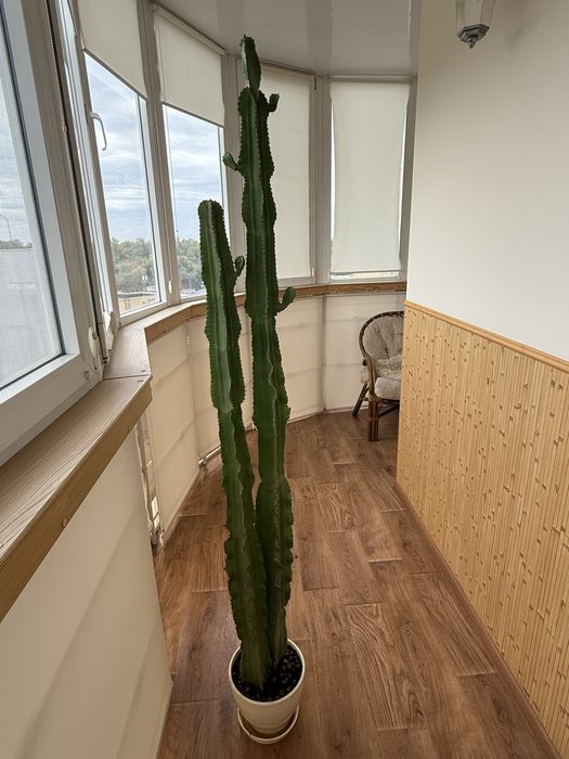 Кактус, висота 160см без горщика