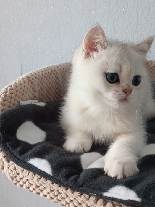 Кому таке пухнасте щастячко