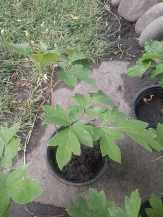 Продам кусты юкки садовой двух  и саженцы древовидного пиона видов