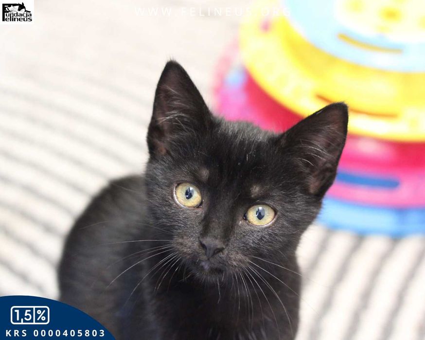 Ciekawski i towarzyski kociak czeka na dom