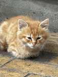 Коти  три руді один чорний