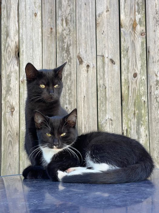 Koty szukają nowego domu