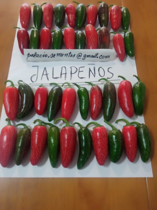 Pimentas jalapeno primium