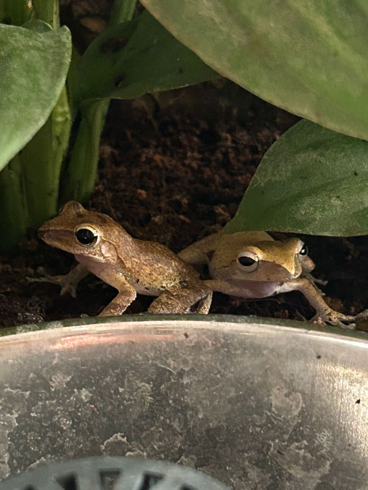 Rzekotki Polypedates-Leucomystax razem z terarium