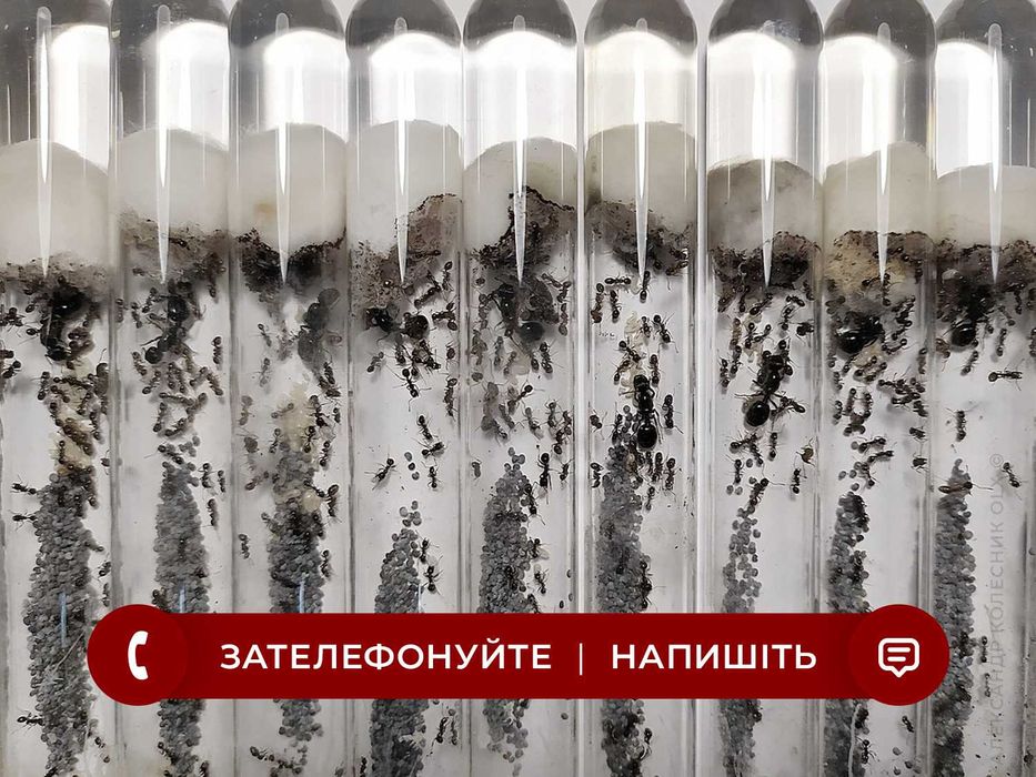 Колонії 30+ робітників + матка, Жнеці, Messor Structor