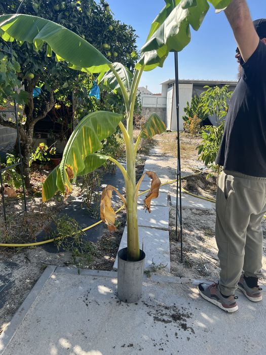 Planta Bananeira jovem