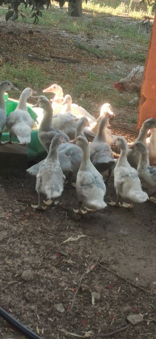 Patinhos mudos..