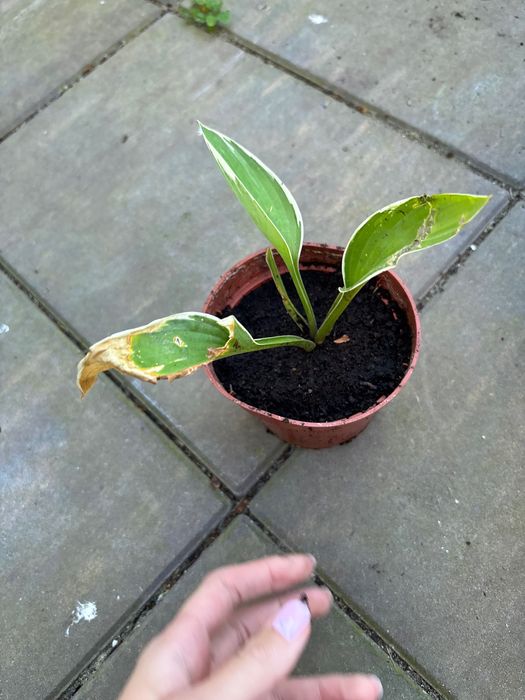 Hosta/ funkie sadzonki