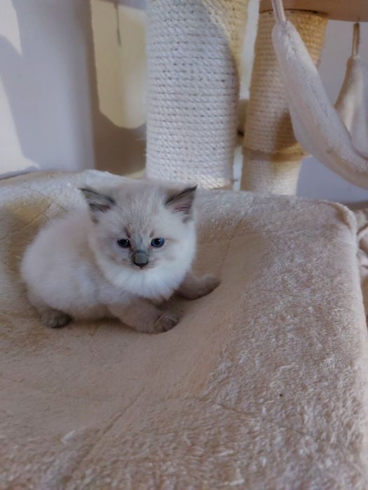 Kocurek Cedric  Ragdoll do rezerwacji FPL/FIFE