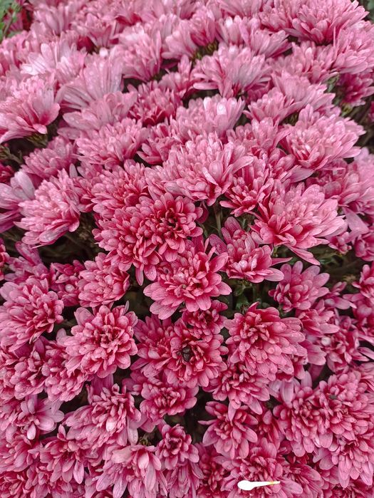 Продам хризантеми