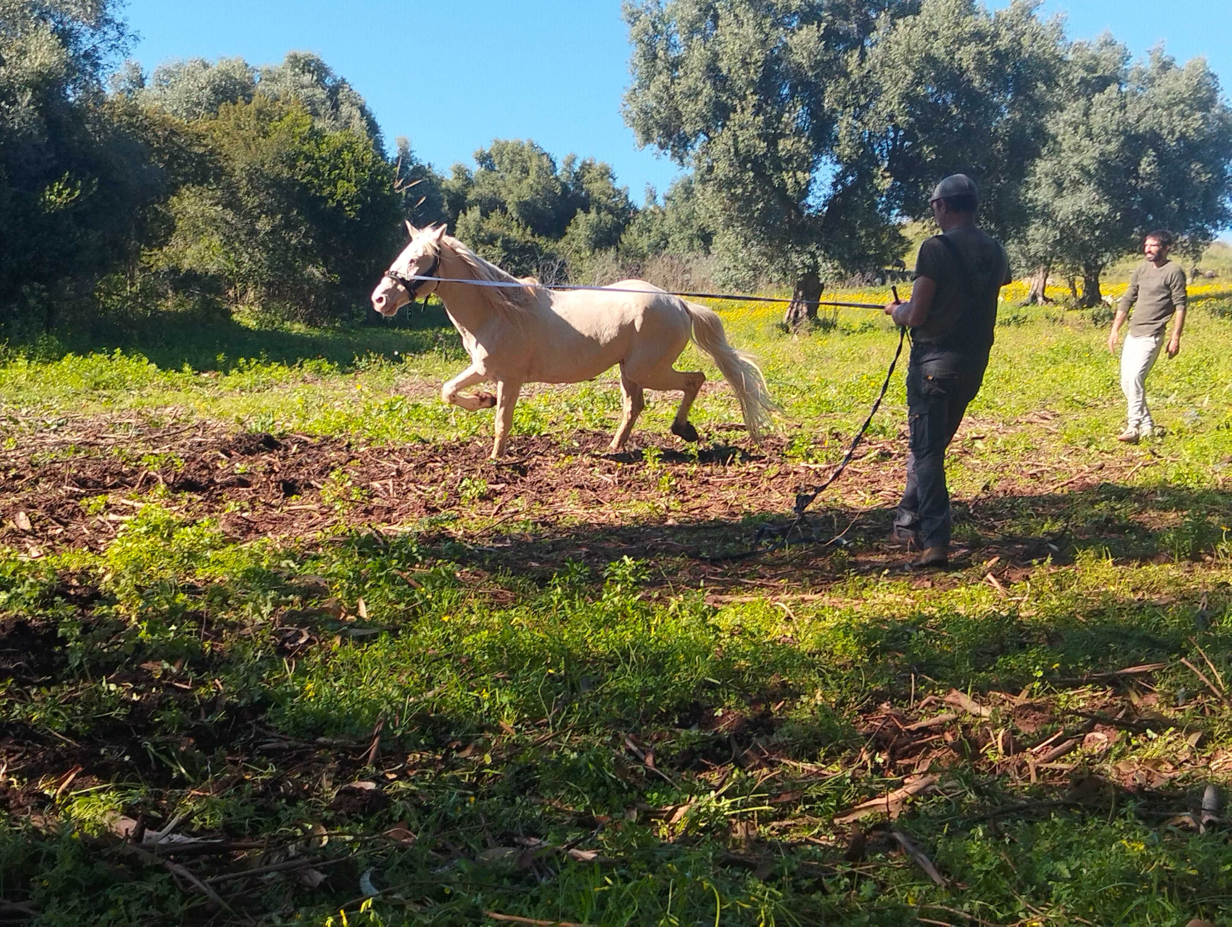 Cavalo Isabel com 14 anos