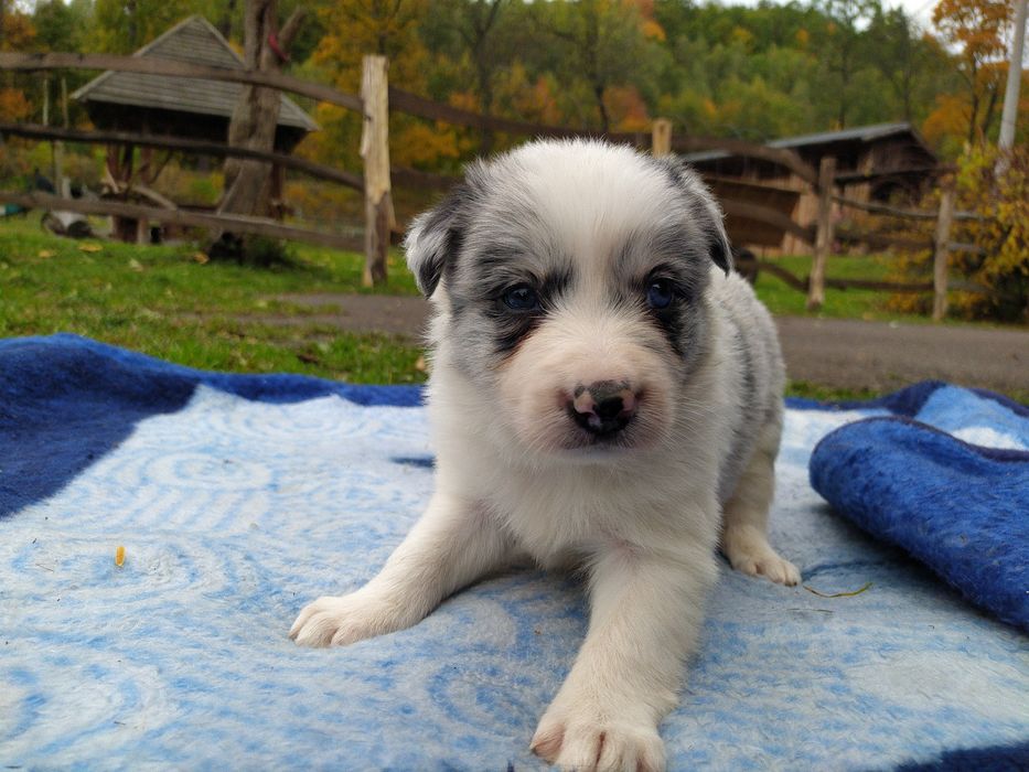 Piesek Border Collie
