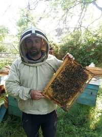 Пчелопакеты апрель 4 расплода