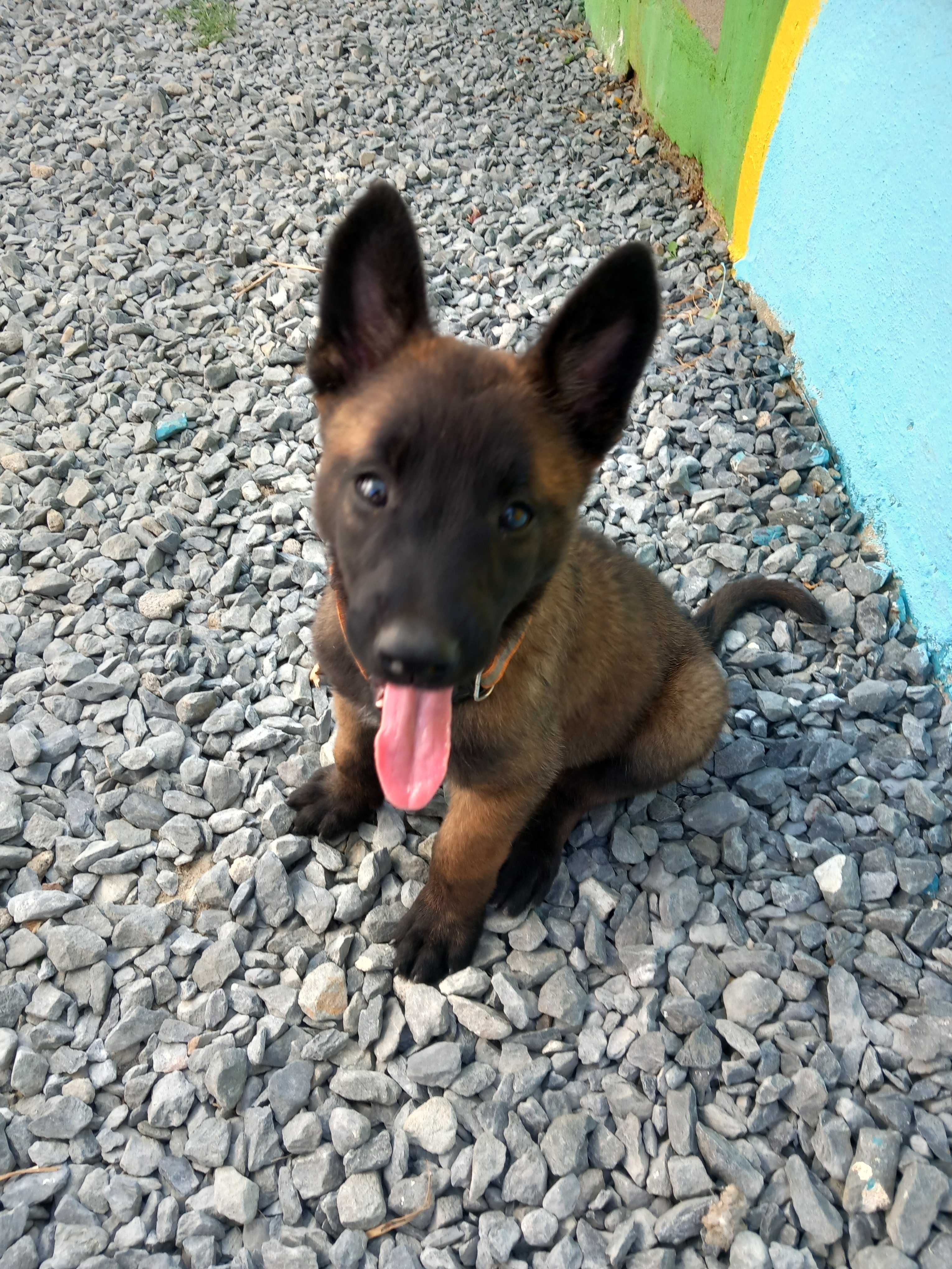 Pastor Belga Malinois fêmea