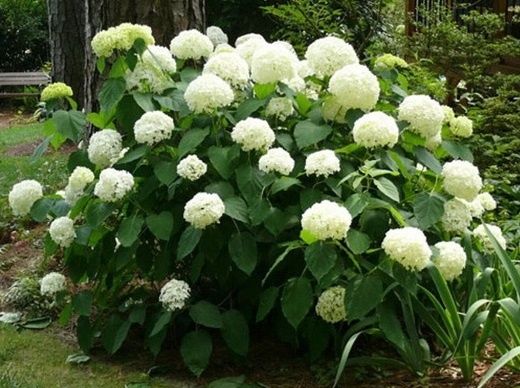 Продам гортензию,морозник