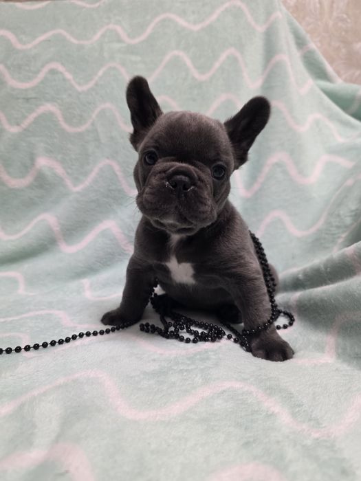 Блакитний хлопчик фр.бульдог