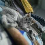 Maine Coon kotka fs 25