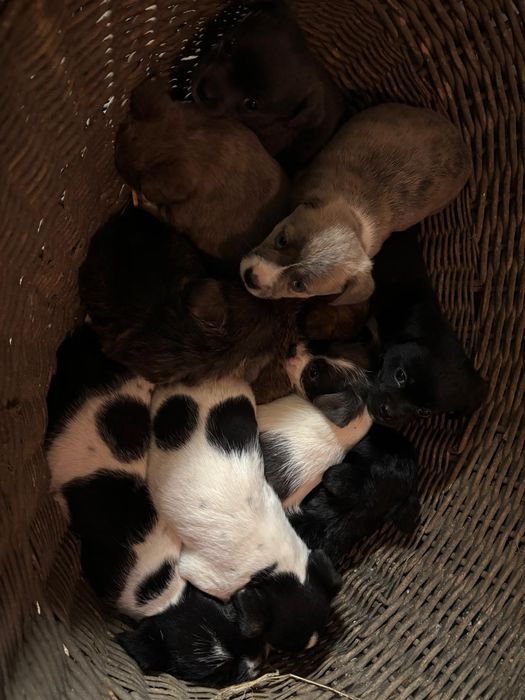 Szczeniaki  malutkie