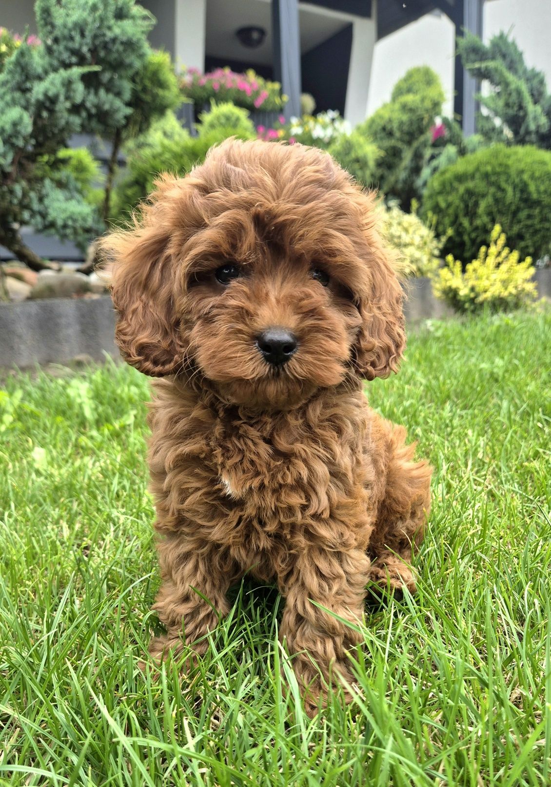 Cavapoo F1B  SUNIA