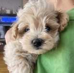 Maltipoo piesek gotowy do odbioru